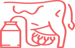 Cow milk